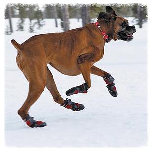 dog-boots