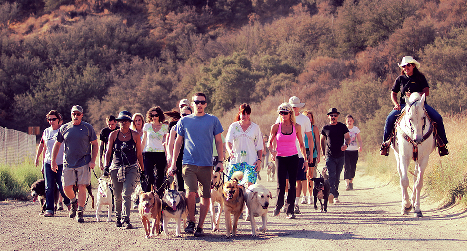 Dog Pack Walk Dog's Best Friend Training and Pet Care